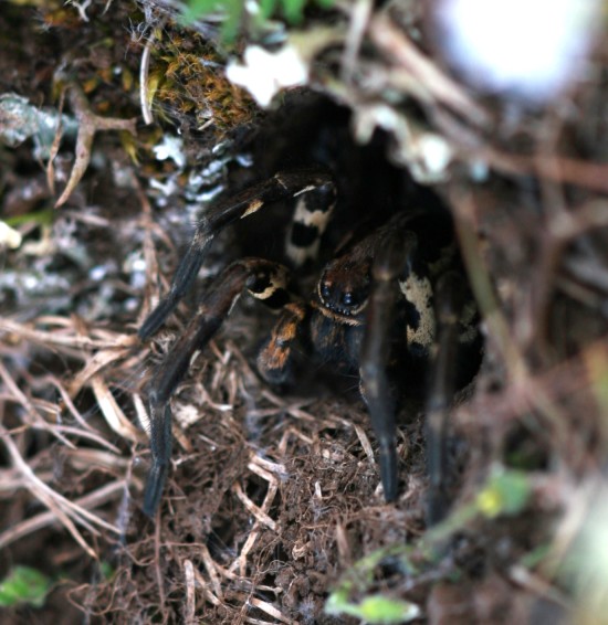 Lycosa sp.